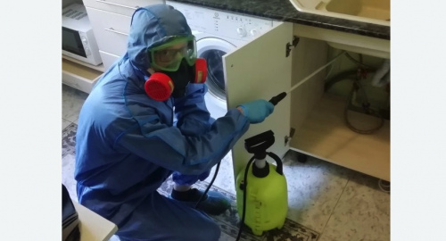 Уничтожение муравьев в квартире. Правдинск