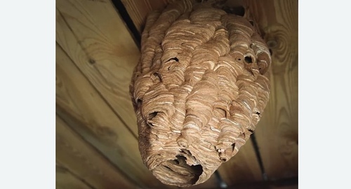 Обработка от шершней в Правдинске