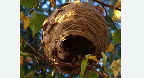 Уничтожение шершней в Правдинске