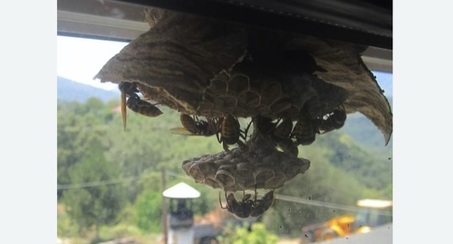 Уничтожение гнёзд шершней в Правдинске