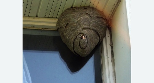 Уничтожение ос в Правдинске