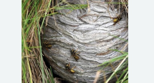 Уничтожение ос и ульев в Правдинске