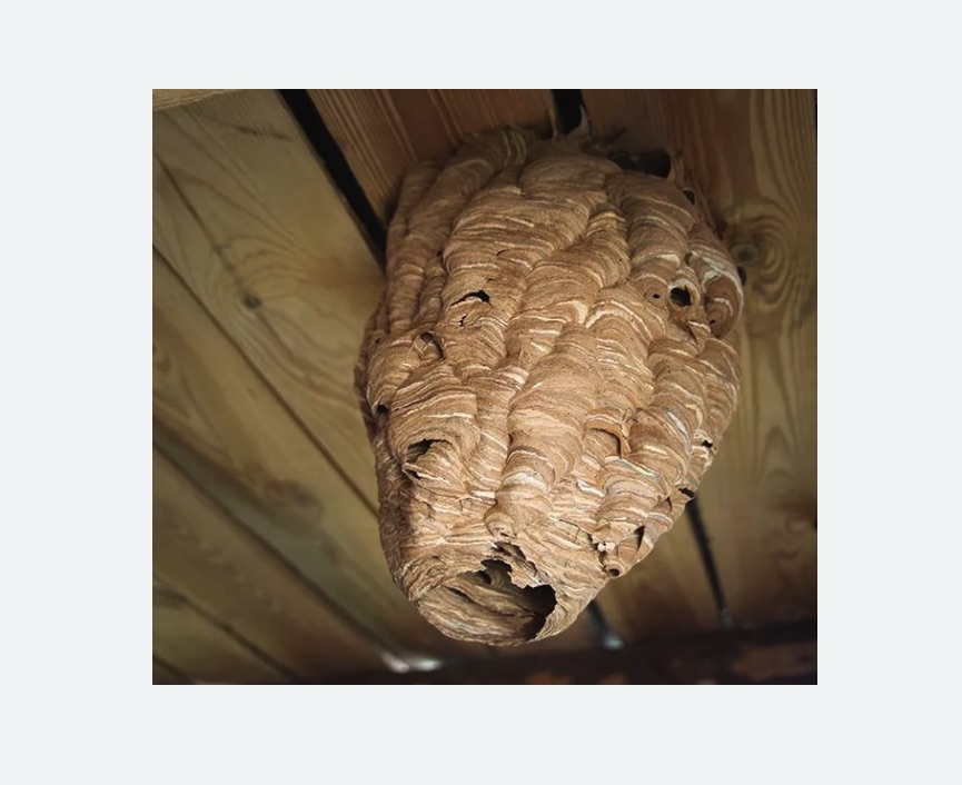 обработка от шершней в Правдинске