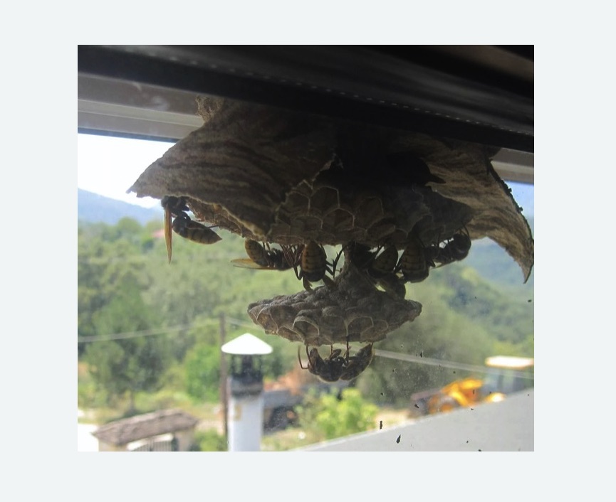 Уничтожение гнёзд шершней в Правдинске