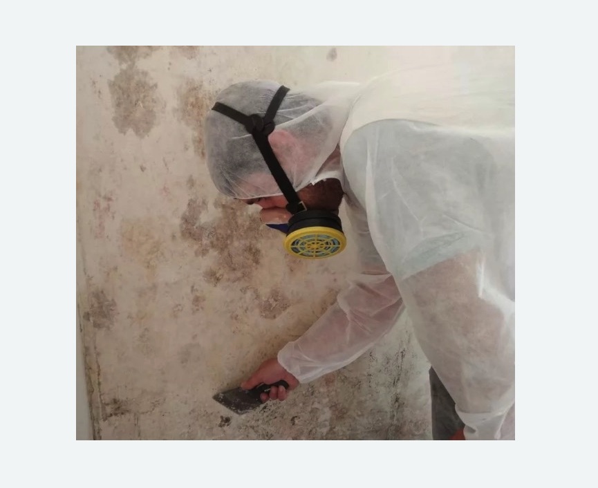Обработка стен от плесени в Правдинске