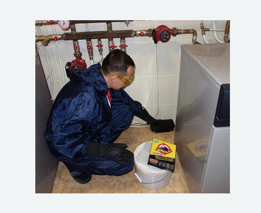 Уничтожение крыс в Правдинске