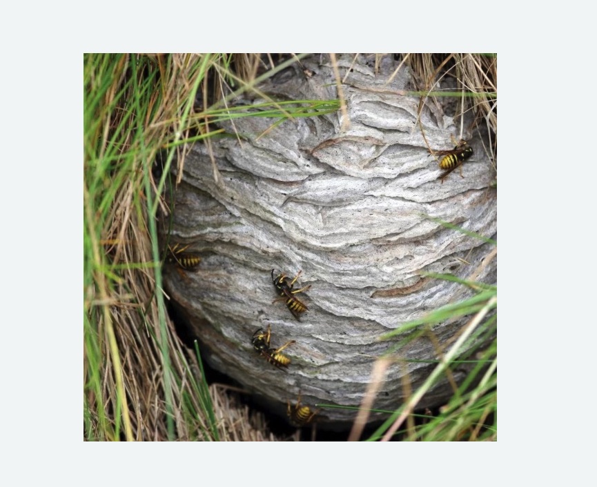 Уничтожение ос и ульев в Правдинске